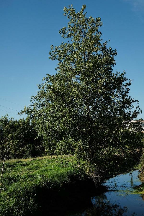 Quinta De Vodra Villa Seia Eksteriør bilde